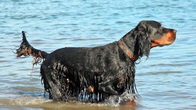 perro de raza gordon setter en el agua
