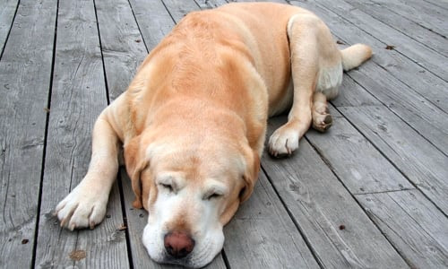 perro dormido sobre sus patas
