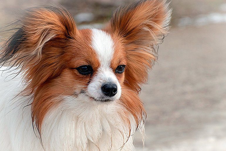 perro papillón con grandes orejas
