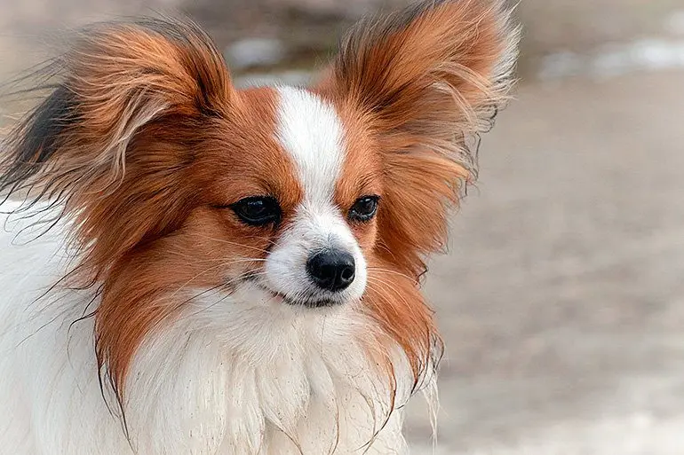 perro papillón con grandes orejas