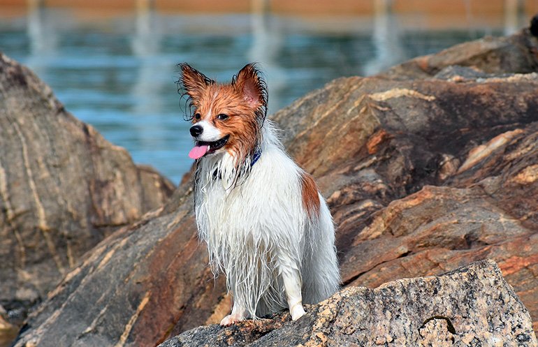 perro-papillón-tras-bañarse-en-el-lago