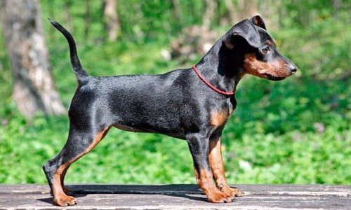 Pinscher miniatura negro y fuego