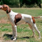 pointer inglés