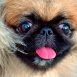 rostro de un perro pekinés