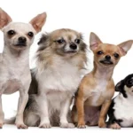 tipos de chihuahua