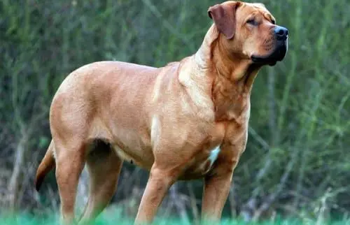 tosa inu