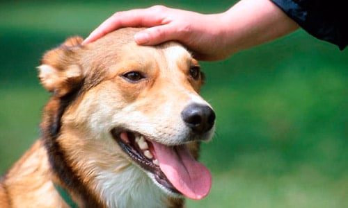 acariciar perro