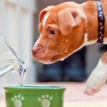 perro bebiendo agua