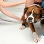 perro con miedo al veterinario