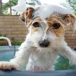perro en baño