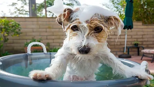 perro en baño