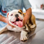 perro en el veterinario tras una torsion gastrica