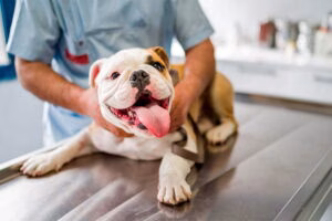 perro en el veterinario tras una torsion gastrica