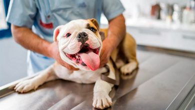 perro en el veterinario tras una torsion gastrica