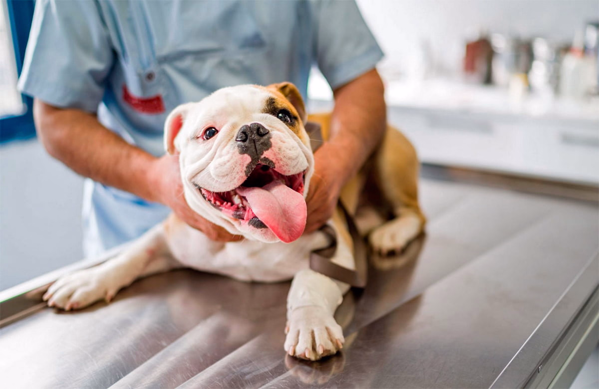 perro en el veterinario tras una torsion gastrica