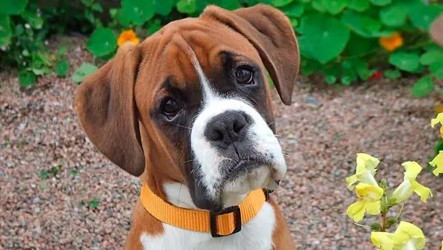 perro enfadado