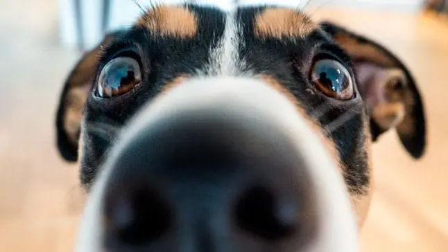 perro oliendo