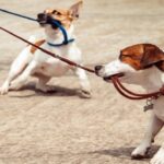 perros mordiendo correa P