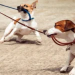 perros mordiendo correa P