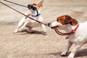 perros mordiendo correa P