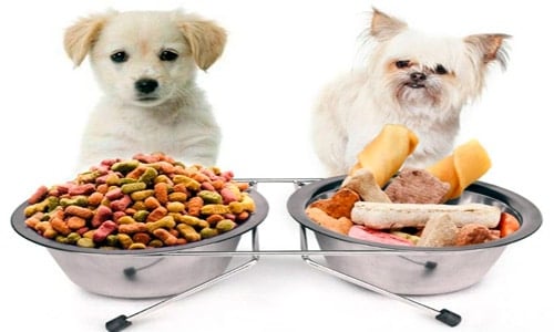 perros y comida