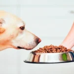 pienso para perro