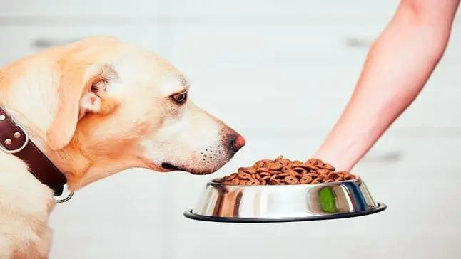 pienso para perro
