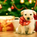 cachorro regalo