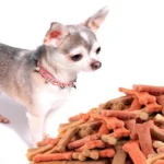 chihuahua y comida