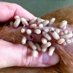 miasis gusanera perros