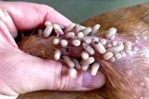 miasis gusanera perros