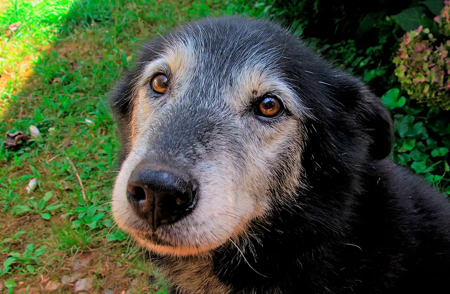 perro con canas