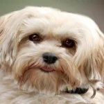 perro de pelo largo