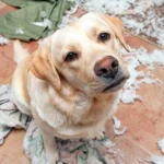 perro destructor