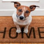 perro en la entrada de casa