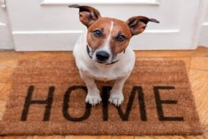perro en la entrada de casa