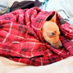perro resfriado dentro de una manta