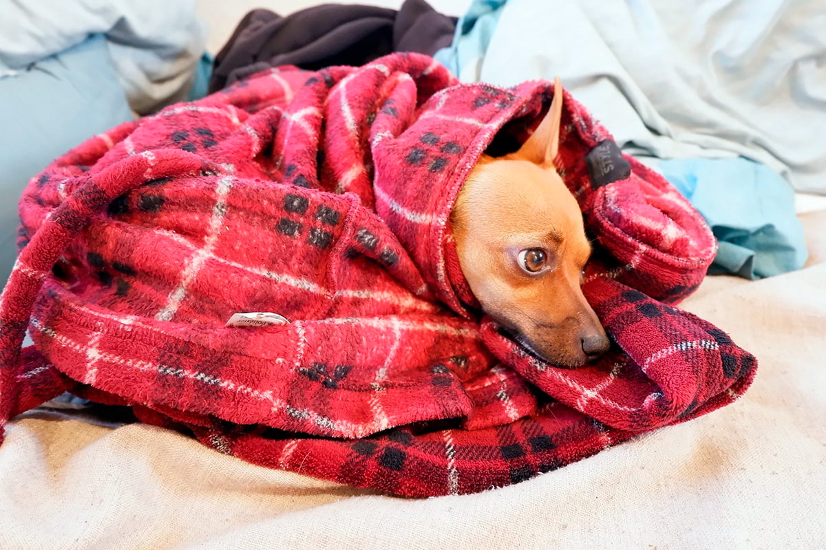 perro resfriado dentro de una manta