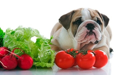 perro y vegetales