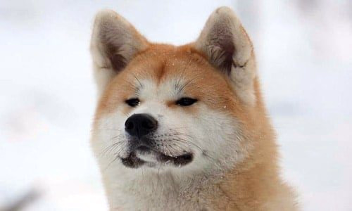 Akita Inu en la nieve