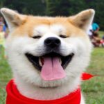 Akita Inu perro