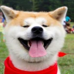 Akita Inu perro