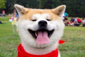Akita Inu perro