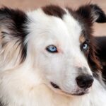 Border Collie de ojos azules