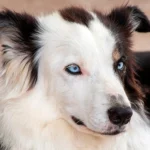 Border Collie de ojos azules