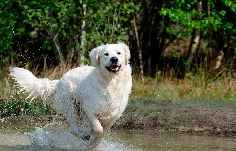 Golden-retriever-corriendo-sobre-el-agua