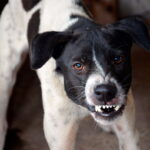 Perro con signos de tener la rabia