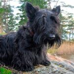 Scottish terrier