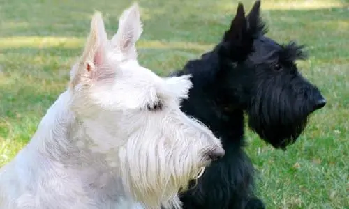 Scottish terrier adulto2