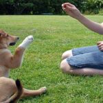 adiestrando a un perro